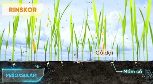 Khi Nào Thì Chọn Giữa Baloric, Xevelo, Novicid???