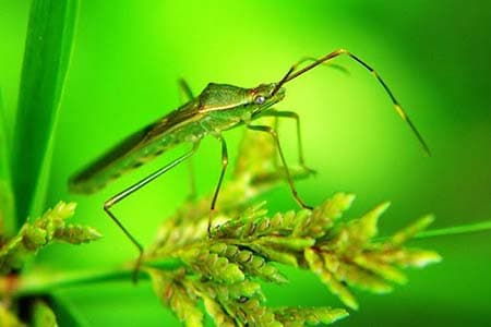 Danh Mục Mới Có Công Thức Thuốc Nào Thuộc Nhóm Phổ Rộng Nào Chuyên Trị Nhóm Chích Hút Trên Nhiều Loại Cây Trồng? Ví dụ cụ thể về Bọ Xít Bò Hút