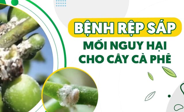 Rêp Sáp Cà Phê Chết Tới 90% Với Sản Phẩm Mới Toanh Này Trên Thị Trường - Báo Cáo Khảo Nghiệm Nội Bộ