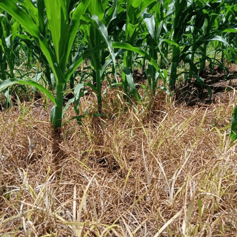 Thuốc Diệt Cỏ Ngô Nào Có Bằng Chứng Khoa Học Mạnh Nhất?