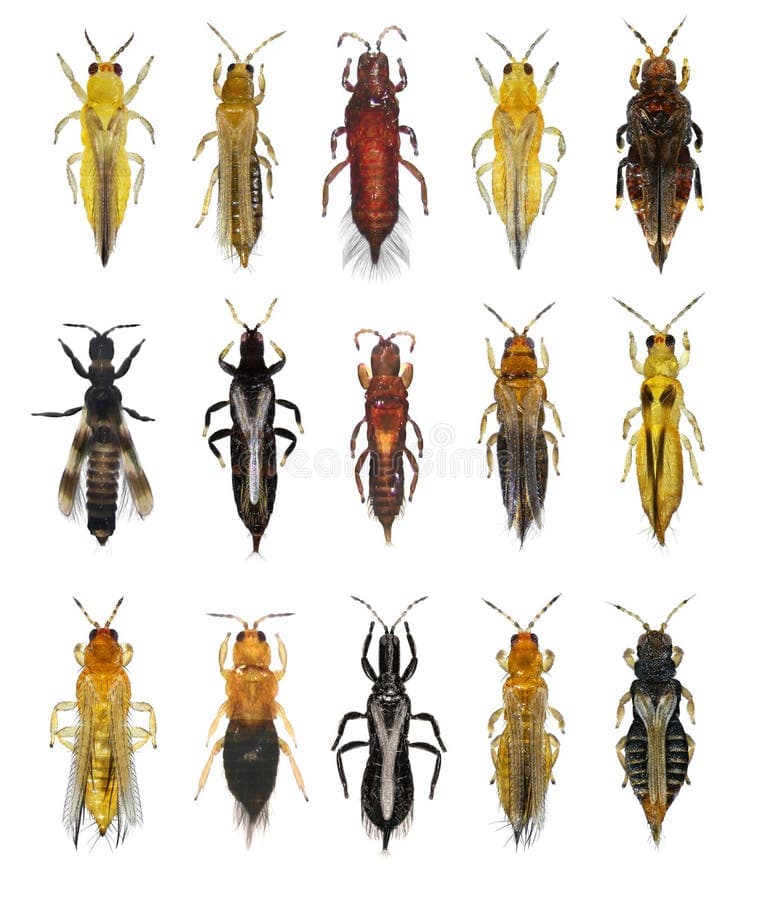 Tổng Hợp Danh Sách Những Loại Thuốc Diệt Bọ Trĩ Ở Việt Nam